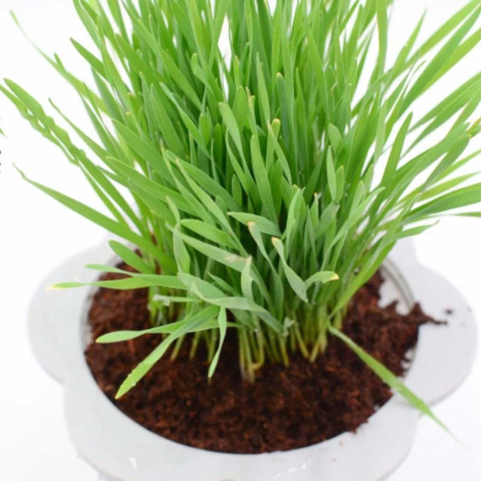อิฐใยมะพร้าวอัดแน่น วัสดุปลูกส - Substrate Coconut Fiber บทวิจารณ์และราคา