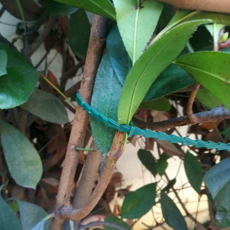 สายรัดพลาสติกปรับได้ 50 ชิ้น ใ - Vine Climbing Plastic บทวิจารณ์และราคา